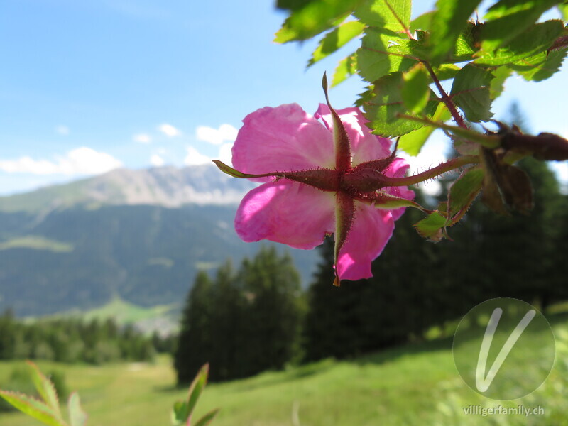 Alpen-Hagrose: Blüten