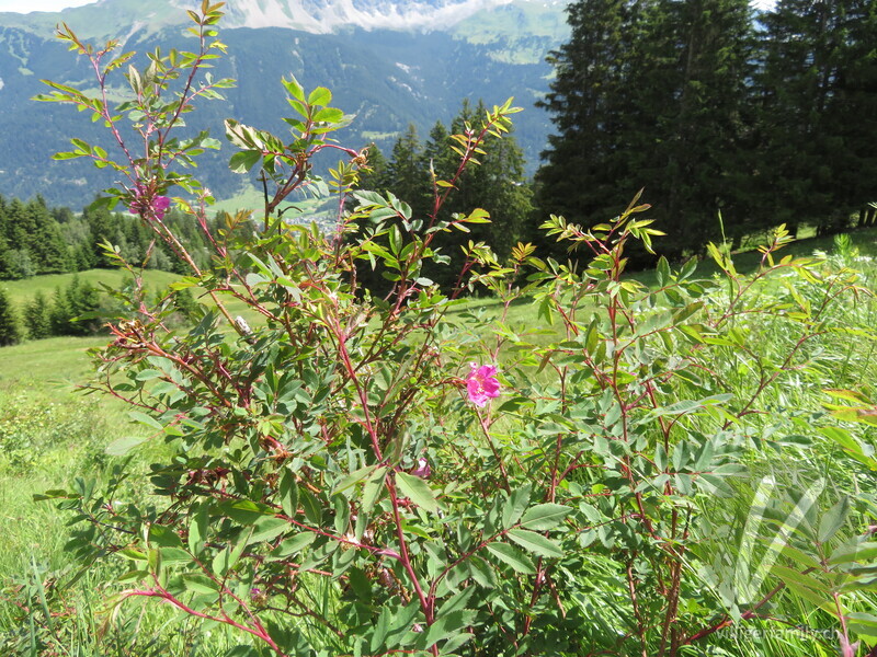 Alpen-Hagrose: Gesamtbild