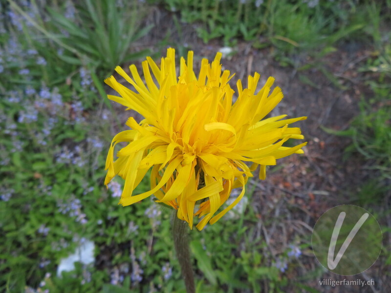 Einköpfiges Ferkelkraut: Blüten