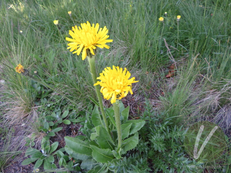 Einköpfiges Ferkelkraut: Blüten, Gesamtbild