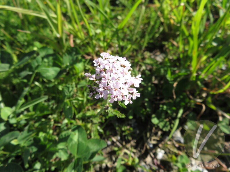 Blassrote Wiesen-Schafgarbe: Blüten