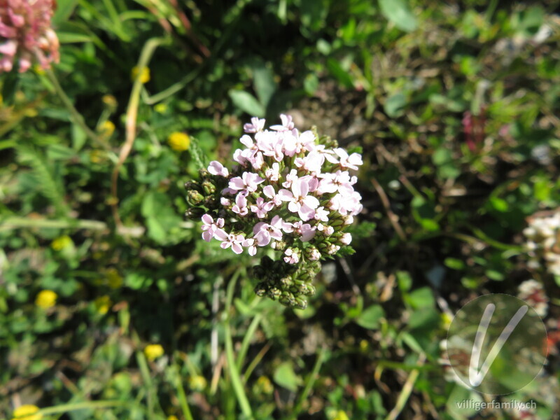 Blassrote Wiesen-Schafgarbe: Blüten