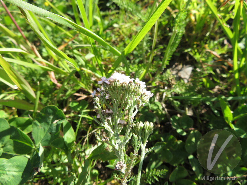 Blassrote Wiesen-Schafgarbe: Blüten