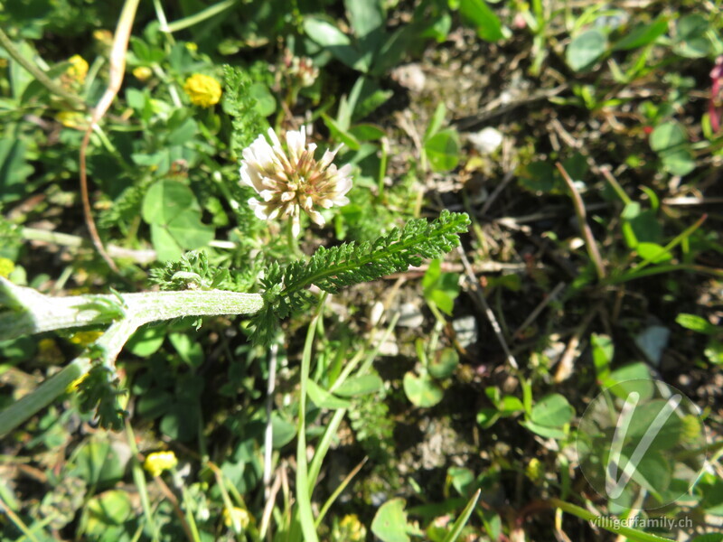 Blassrote Wiesen-Schafgarbe: Blätter