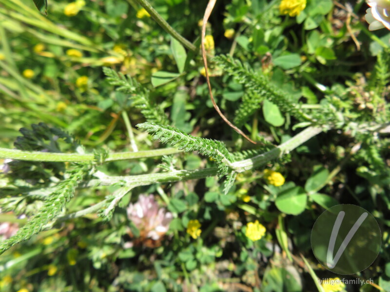 Blassrote Wiesen-Schafgarbe: Blätter, Stengel