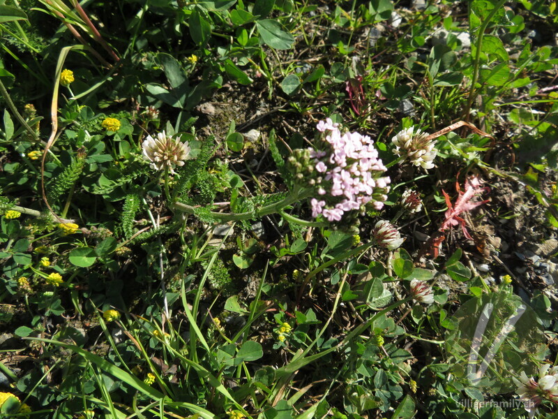 Blassrote Wiesen-Schafgarbe: Gesamtbild