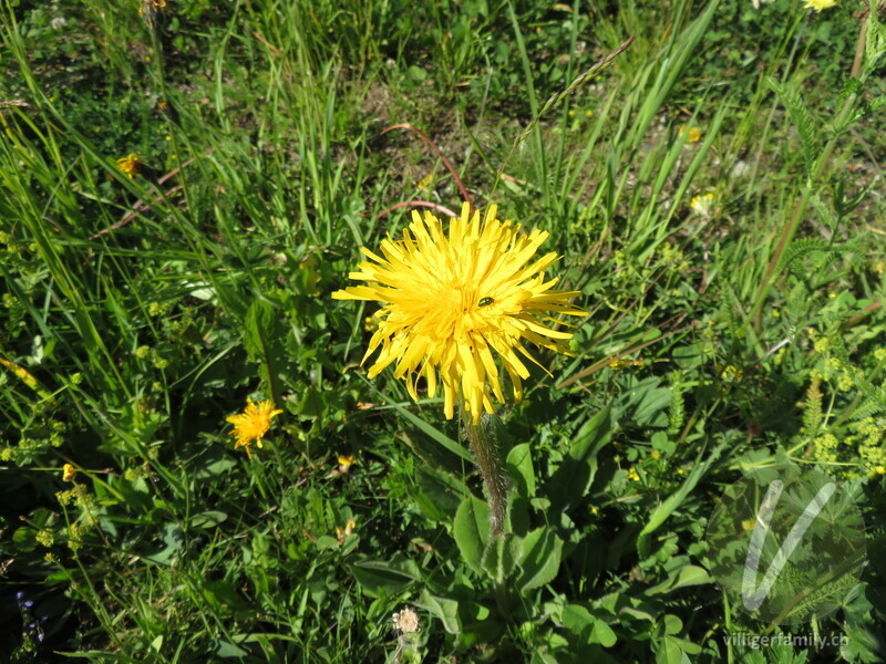 Einköpfiges Ferkelkraut: Blüten