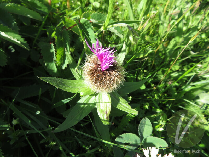 Federige Flockenblume: Blüten