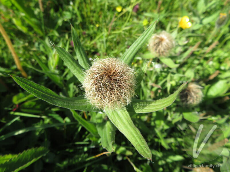 Federige Flockenblume: Blüten