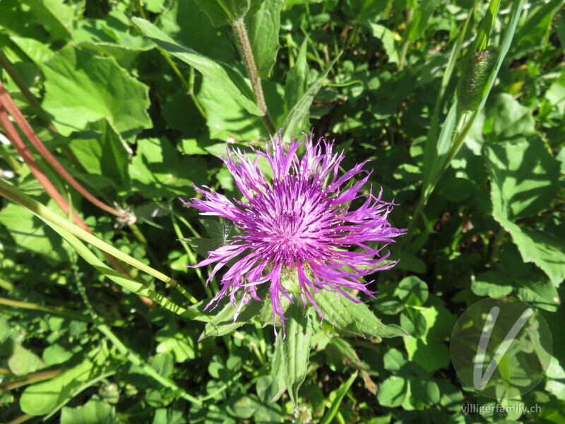 Federige Flockenblume: Blüten