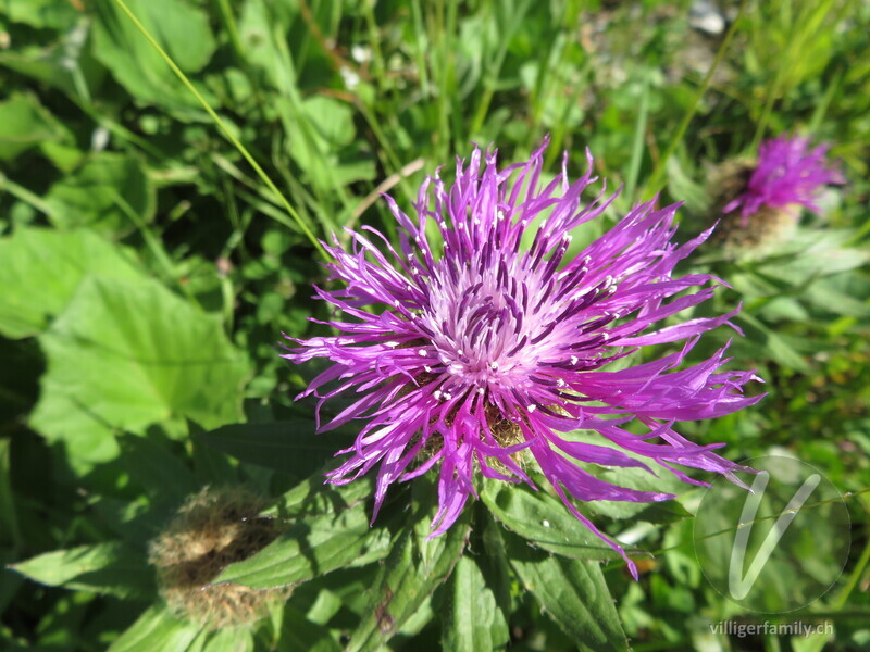 Federige Flockenblume: Blüten