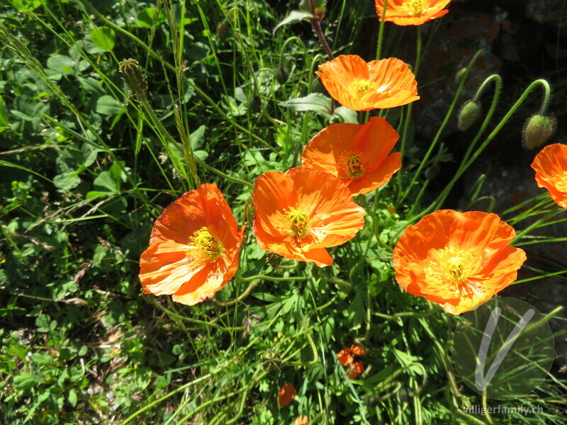 Altaischer Mohn: Blüten