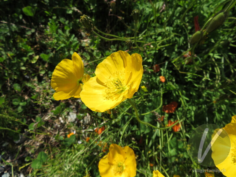 Altaischer Mohn: Blüten