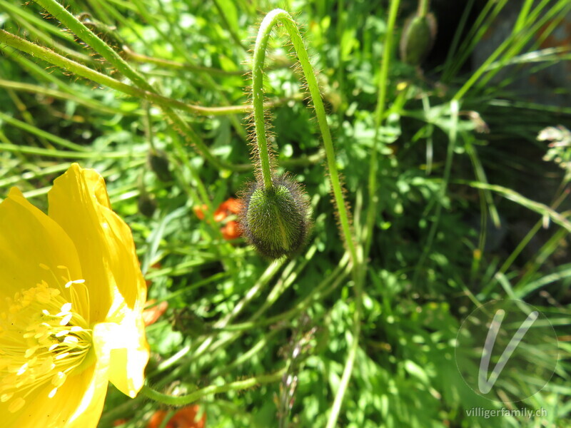 Altaischer Mohn: Blüten