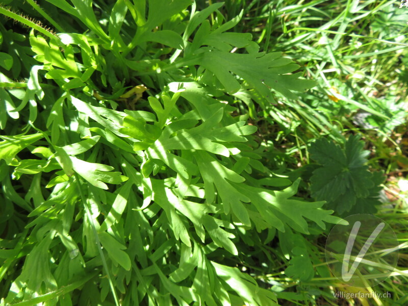 Altaischer Mohn: Blätter