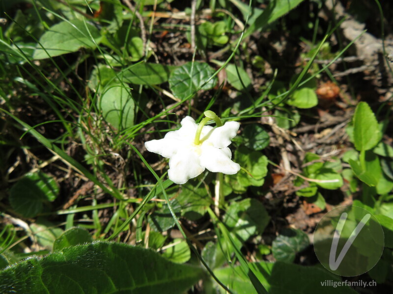 Moosauge: Blüten