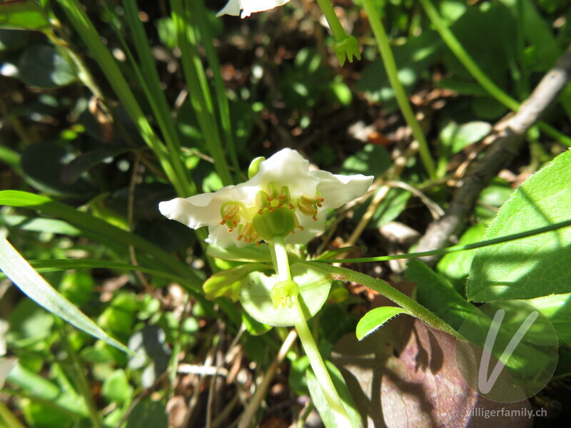 Moosauge: Blüten