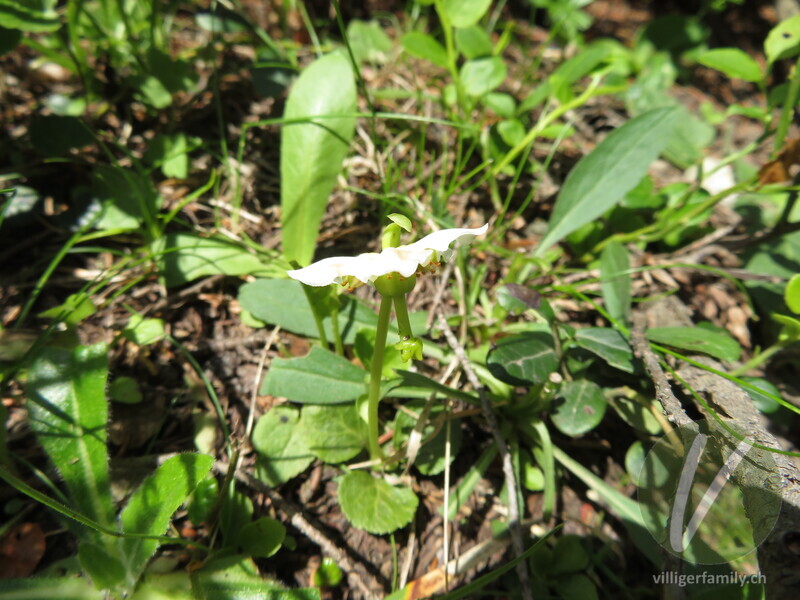 Moosauge: Blüten