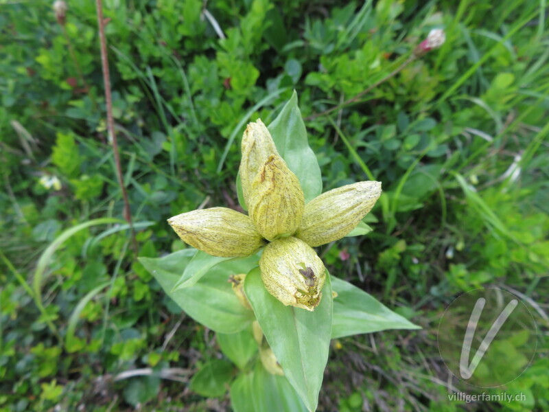 Getüpfelter Enzian: Blüten