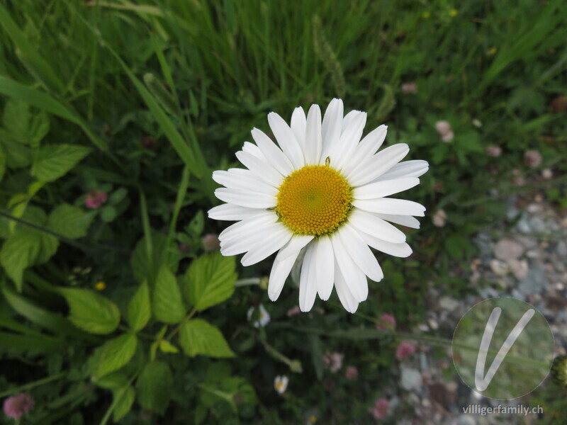 Berg-Wiesen-Margerite: Blüten