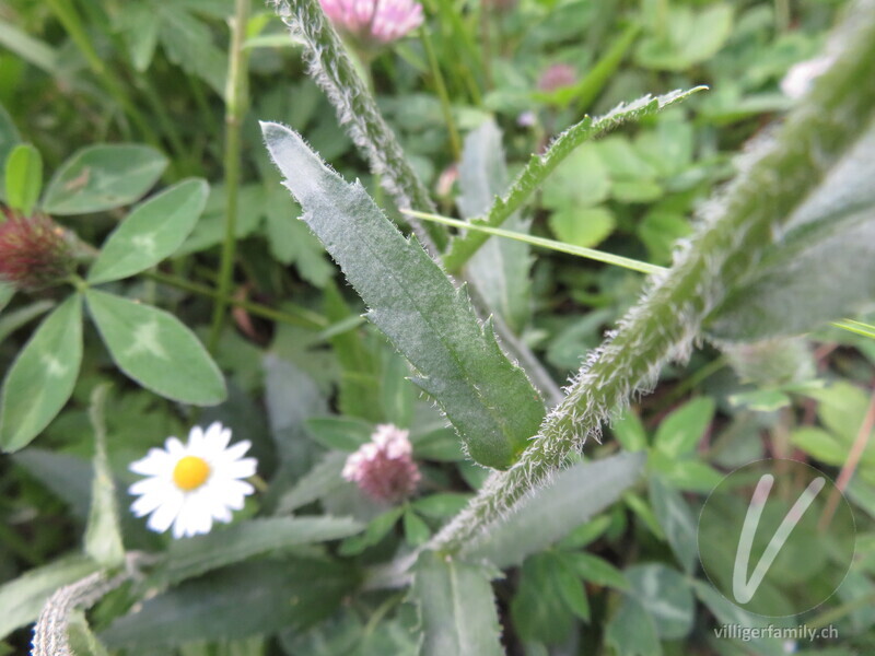 Berg-Wiesen-Margerite: Blätter, Stengel