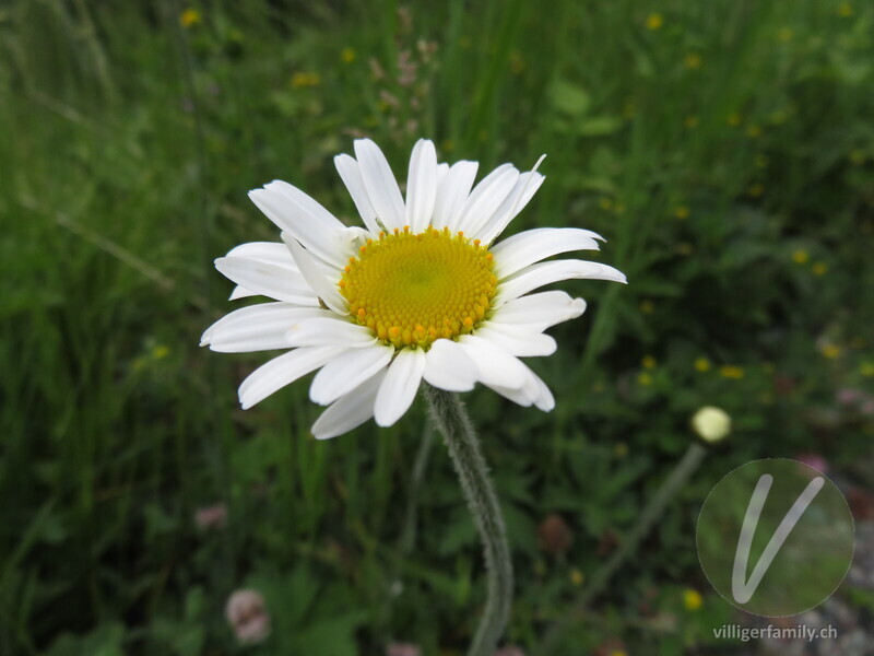 Berg-Wiesen-Margerite: Blüten