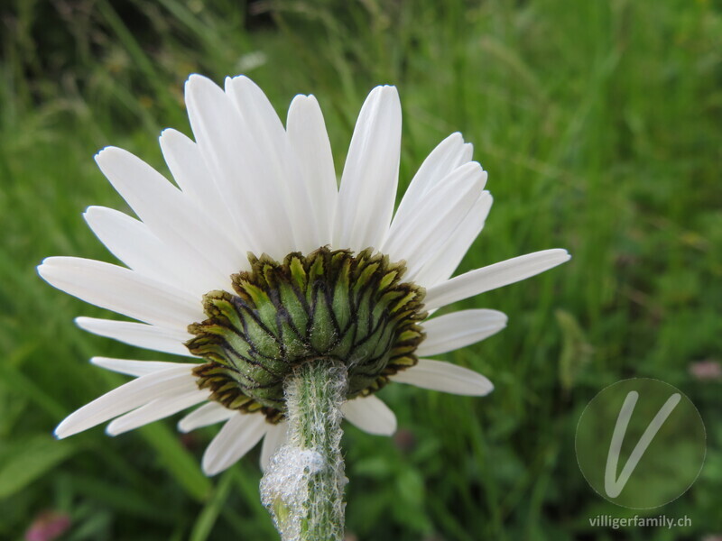 Berg-Wiesen-Margerite: Blüten