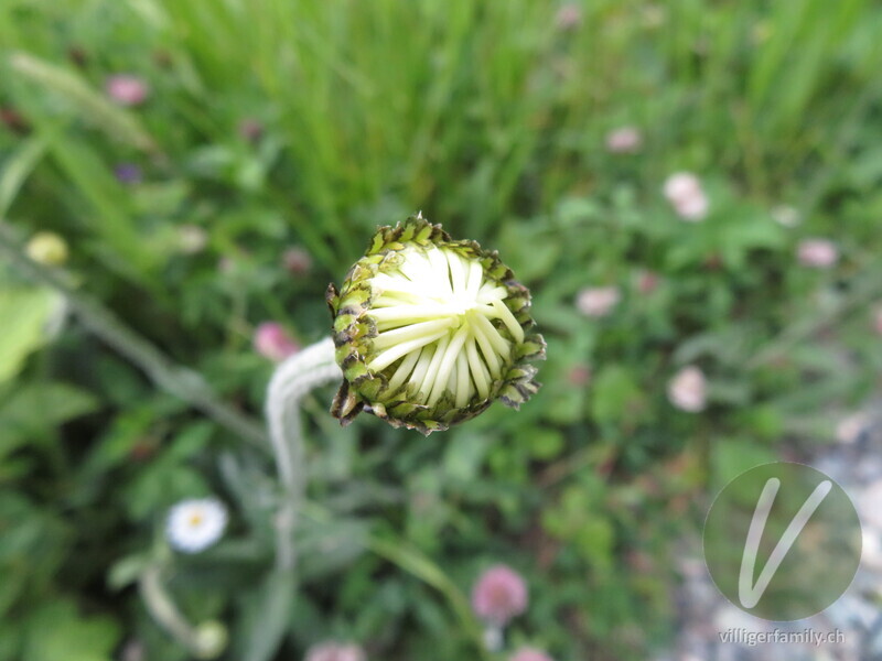 Berg-Wiesen-Margerite: Blüten