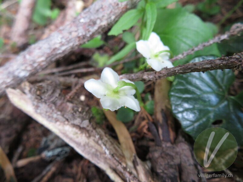 Moosauge: Blüten