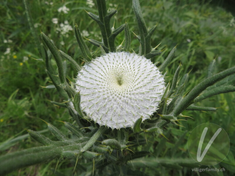 Wollköpfige Kratzdistel: Blüten