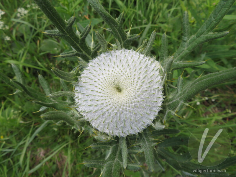 Wollköpfige Kratzdistel: Blüten