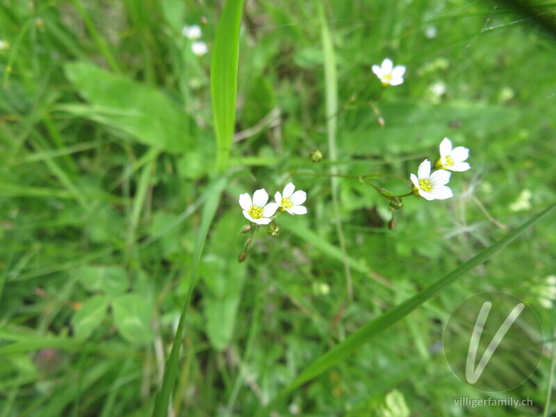 Purgier-Lein: Blüten