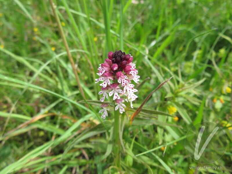 Schwärzliches Knabenkraut: Blüten