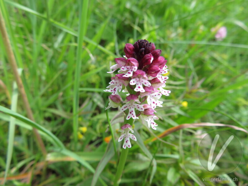 Schwärzliches Knabenkraut: Blüten