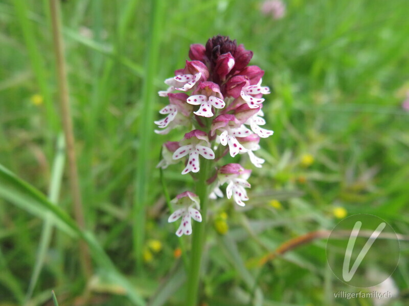 Schwärzliches Knabenkraut: Blüten