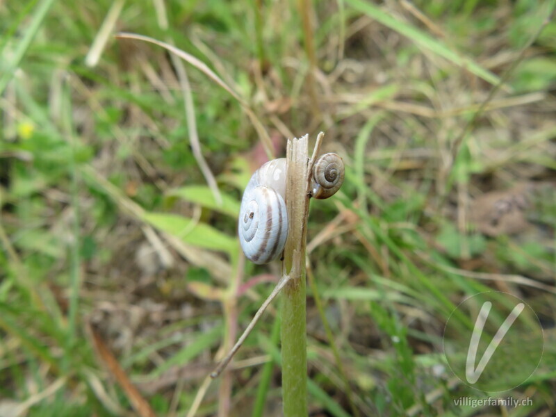 Weisse Heideschnecke: 