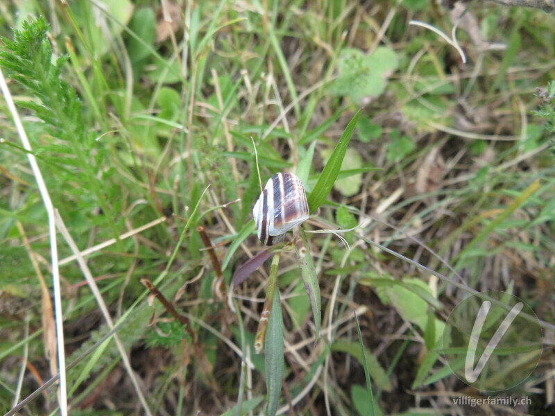 Weisse Heideschnecke: 