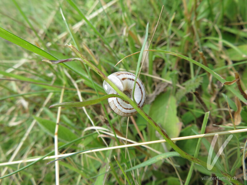 Weisse Heideschnecke: 