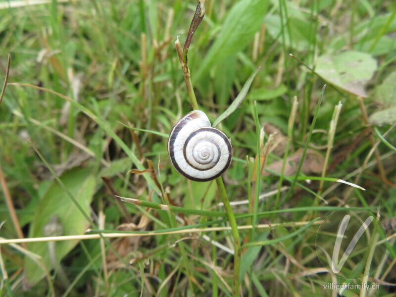 Weisse Heideschnecke: 