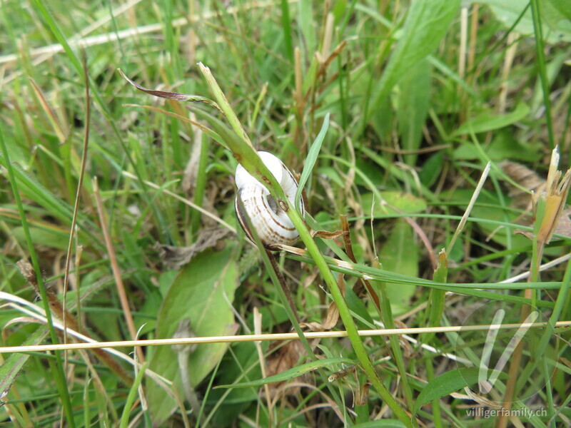 Weisse Heideschnecke: 