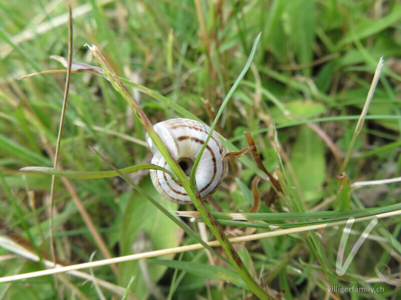 Weisse Heideschnecke: 