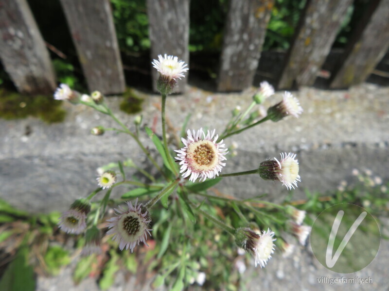 Gewöhnliches Scharfes Berufkraut: Blüten