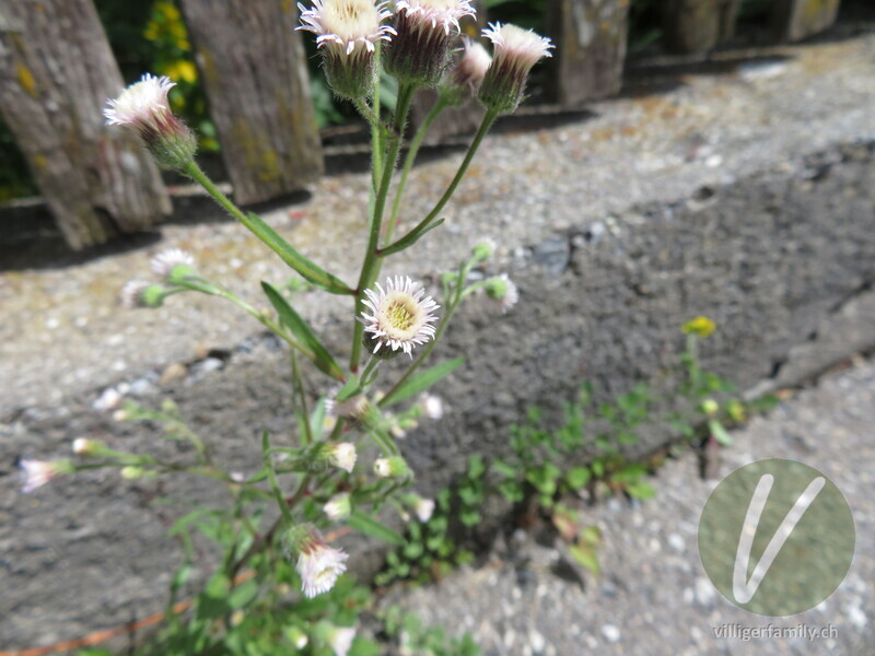 Gewöhnliches Scharfes Berufkraut: Blüten