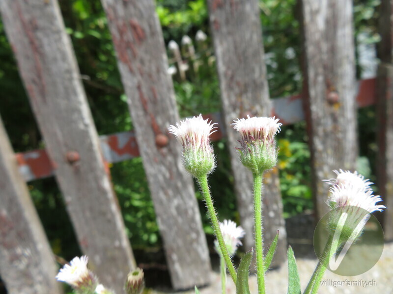 Gewöhnliches Scharfes Berufkraut: Blüten