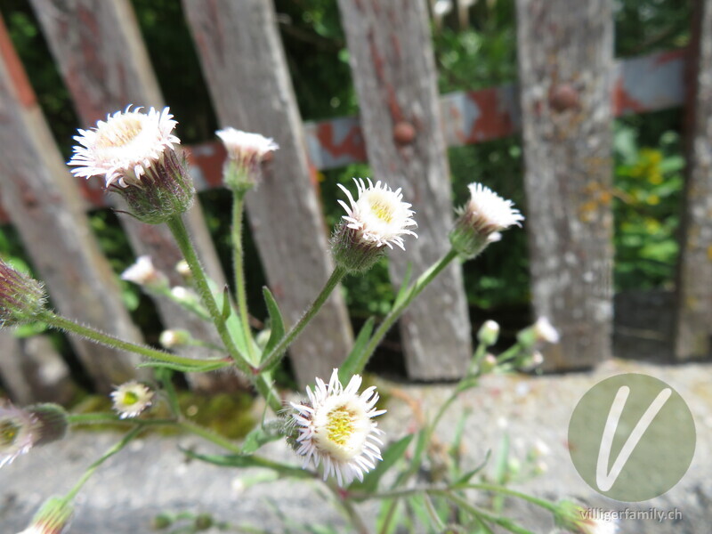 Gewöhnliches Scharfes Berufkraut: Blüten