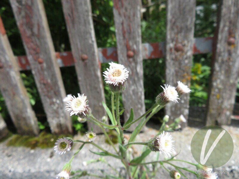 Gewöhnliches Scharfes Berufkraut: Blüten