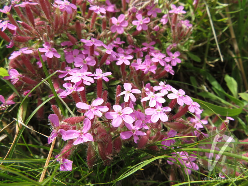 Rotes Seifenkraut: Blüten