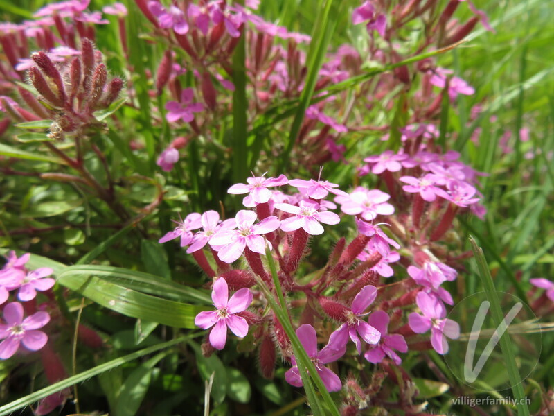 Rotes Seifenkraut: Blüten