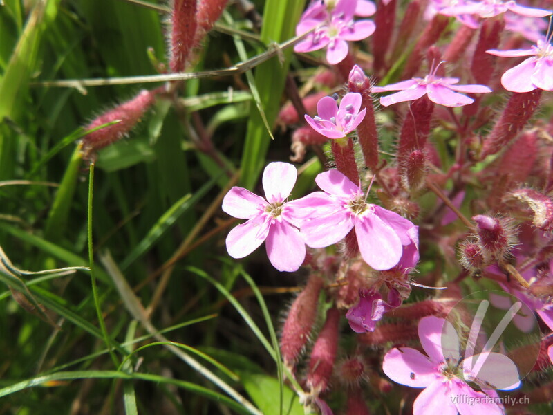 Rotes Seifenkraut: Blüten