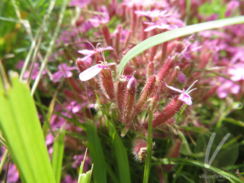 Rotes Seifenkraut: Blüten